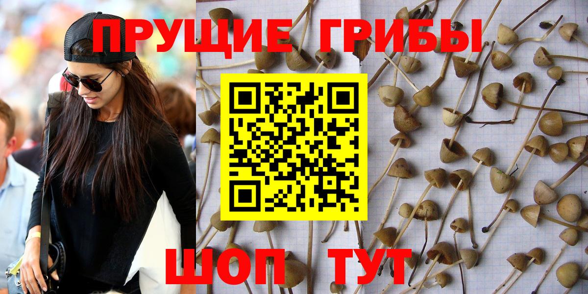 Галлюциногенные грибы прущие грибы Зеленогорск